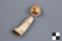 Cortinarius caperatus image